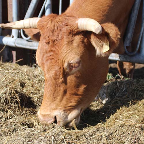 Médecine bovine