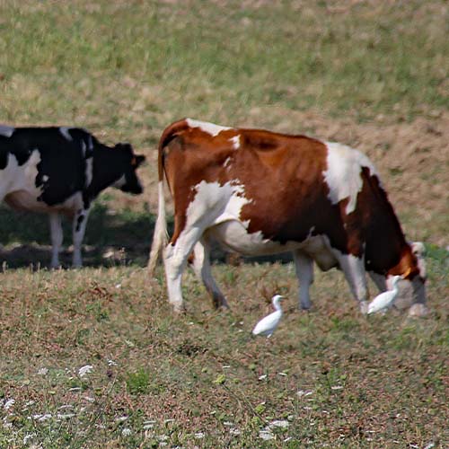 Médecine bovine